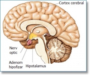 Vasculare creier schimbări asupra RMN. Care determină scanarea tomografică a capului